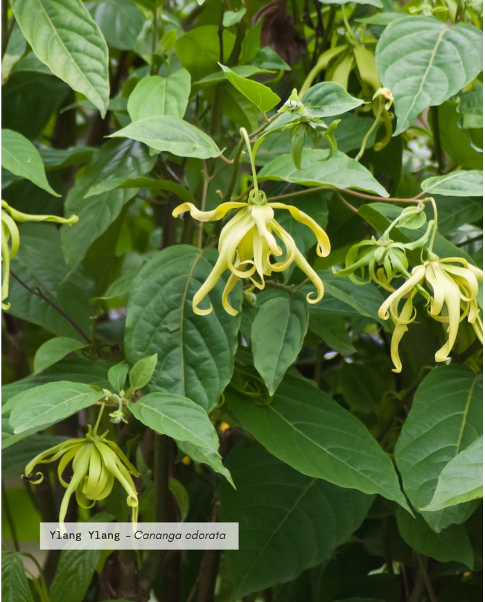 huile-essentielle-bio-ylang-ylang-complete