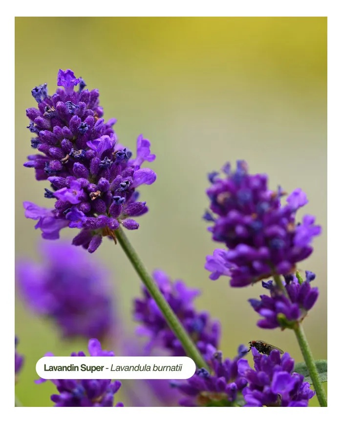 huile-essentielle-bio-lavandin-super-ternatur