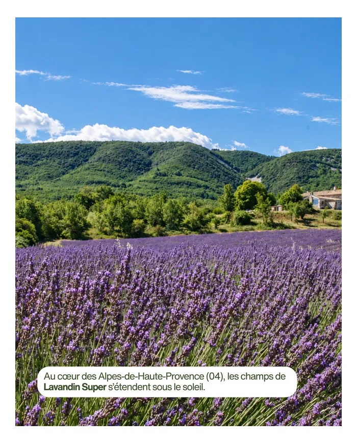 huile-essentielle-bio-lavandin-super-