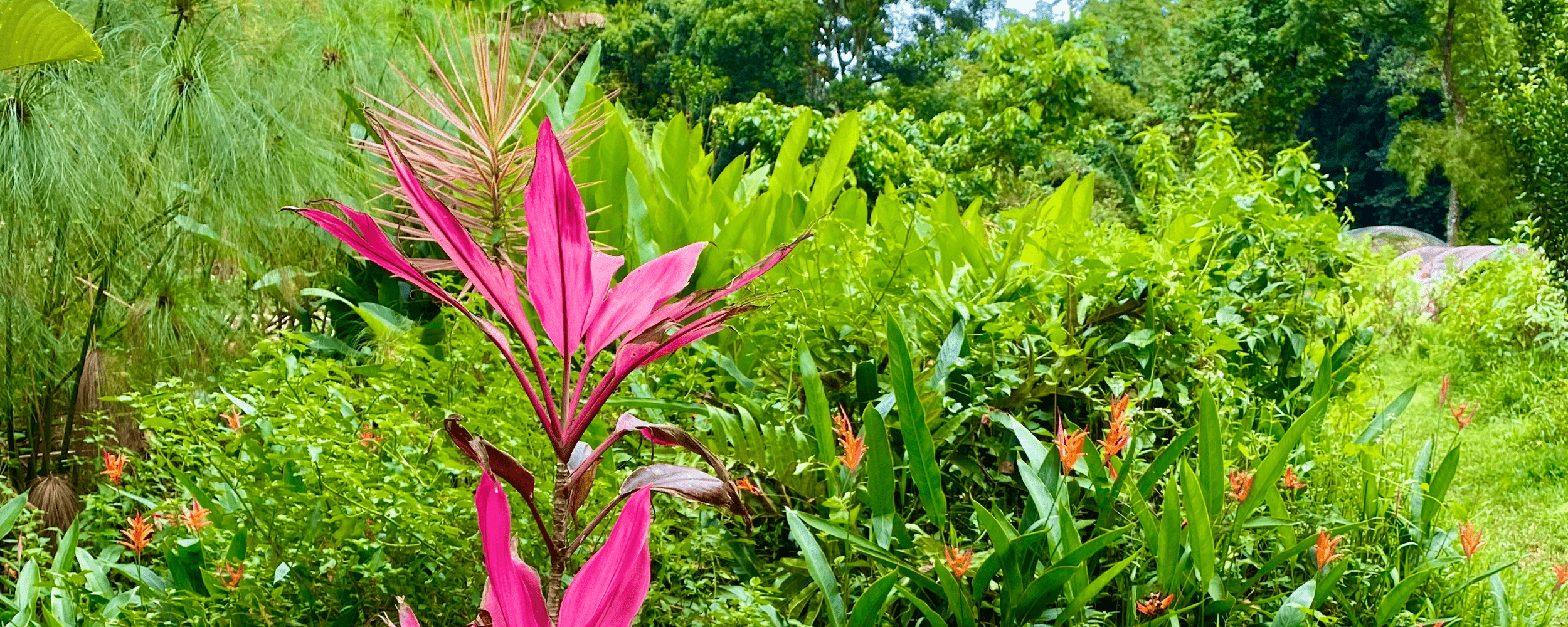 jardin-herboristerie-créole-ternatur-tisane-martinique-min