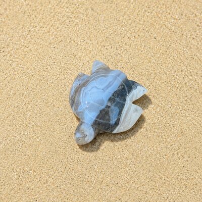 tortue-agate-mousse