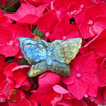 papillon labradorite - lithothérapie - cristaux - pierre