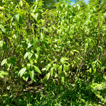 brisée-ternatur-sommeil-herboristerie