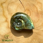 ammonite-labradorite