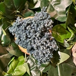 agate-raisin19