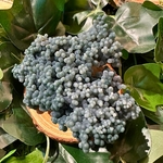 agate-raisin18