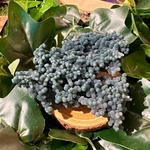 agate-raisin20