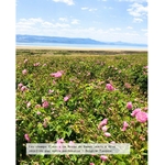 eau-florale-bio-rose-de-damas-cultive