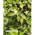 eau-florale-bio-fleur-oranger
