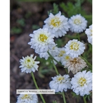 eau-florale-bio-camomille-romaine