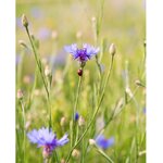 eau-florale-bio-bleuet