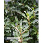 karandja-eau-florale-laurier-noble-200ml-bio-laurus-nobilis