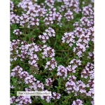 eau-florale-bio-thym-a-linalol-200ml
