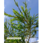 eau-florale-bio-tea-tree (1)