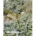 eau-florale-bio-sauge-officinale (1)