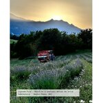 huile-essentielle-bio-lavande-officinale