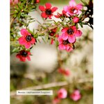 huile-essentielle-bio-manuka