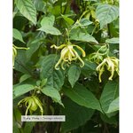 huile-essentielle-bio-ylang-ylang-complete