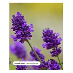 huile-essentielle-bio-lavandin-super-ternatur