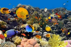 protecion-coraux
