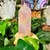 quartz-rose-aura