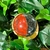 SPHERE_JASPE_SANGUIN