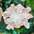 bracelet-calcedoine-rose1