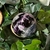 sphere-fluorite13