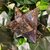 MERKABA_LABRADORITE2