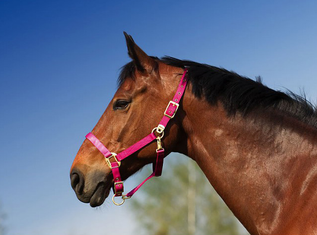 Equipride Licol en Nylon doublé avec Laisse Assortie Bordeaux (Poney)