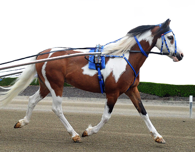 Harnais complet Trot Quick Hitch Poney Zilco