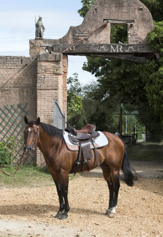 Selle western WESTRIDE Topeka pour poney, âne et cheval2