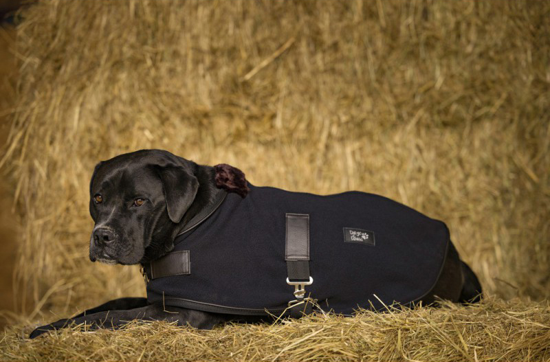 Harnais et ceinture de sécurité pour Chien - Le Chien du Cavalier & Co -  Sellerie CPNB personnalisation