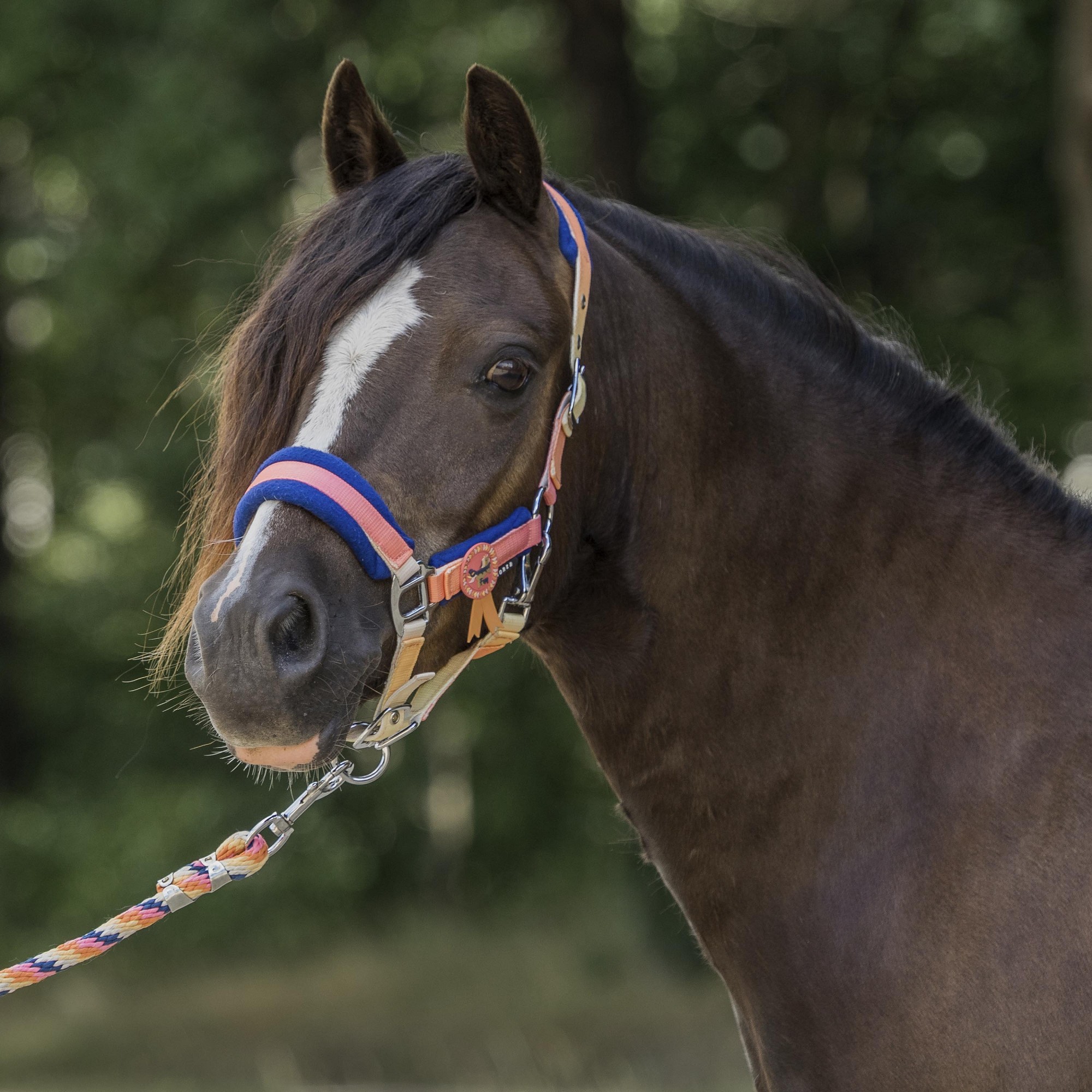 Licol et longe Poney Jolly1