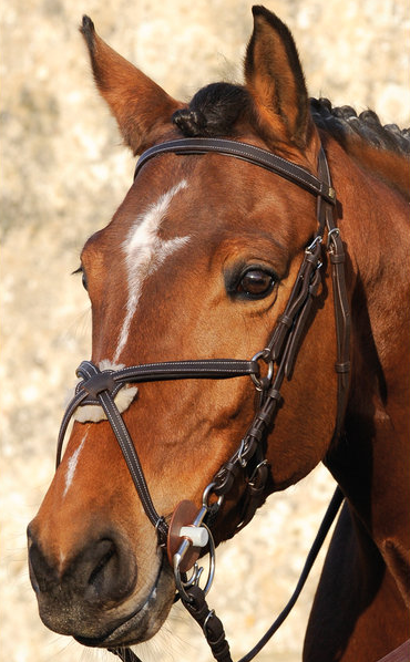 Bridon Pavin Richtan