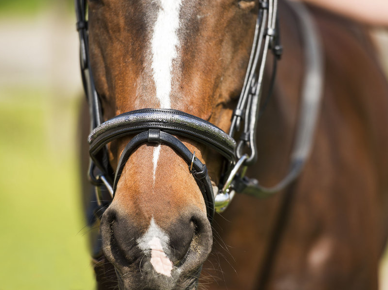 Bridon RIDING WORLD Paillette muserolle combinée2