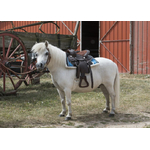 Selle western WESTRIDE Topeka pour poney, âne et cheval4