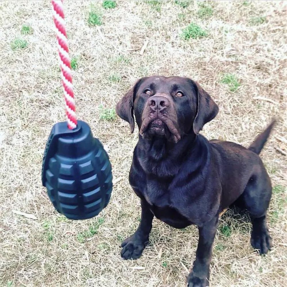 chien-grenade-jouet-occupation