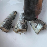 chien-mange-sardines-naturelles-canumi