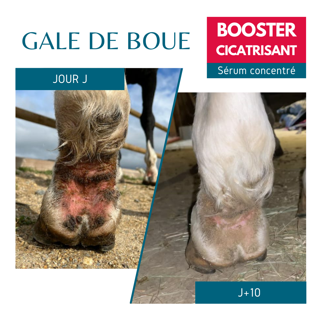 gale de boue cheval