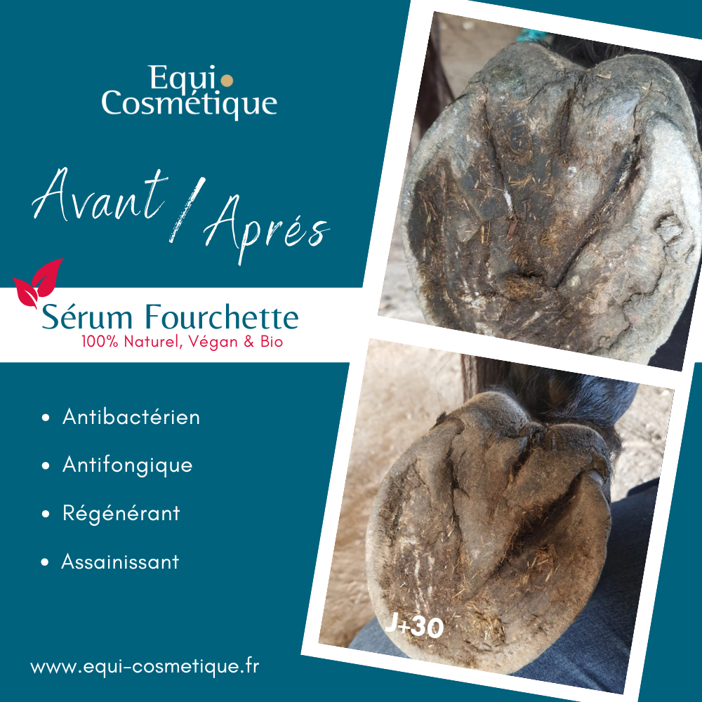 Equitnol postérieur droit