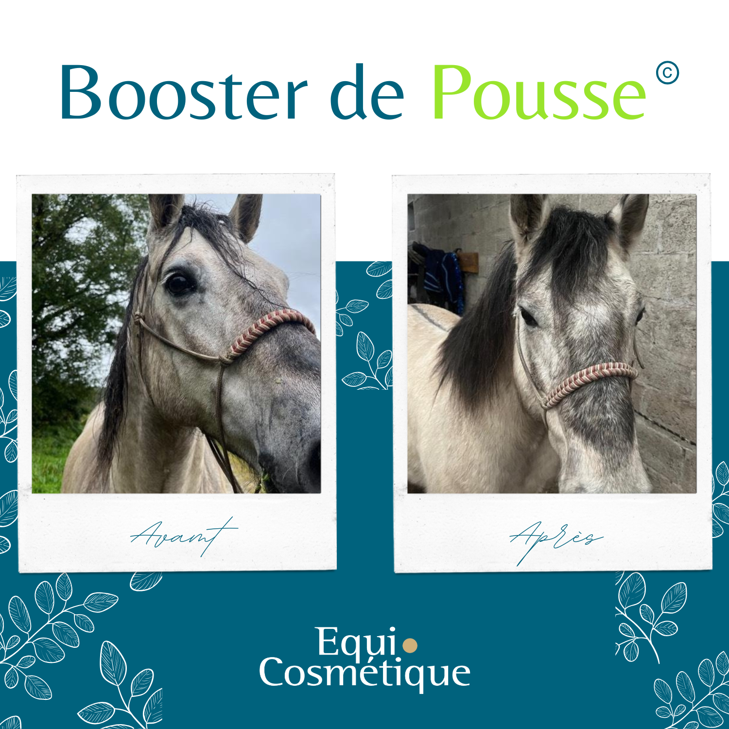 Inkane - Intuitive.photographe.equin