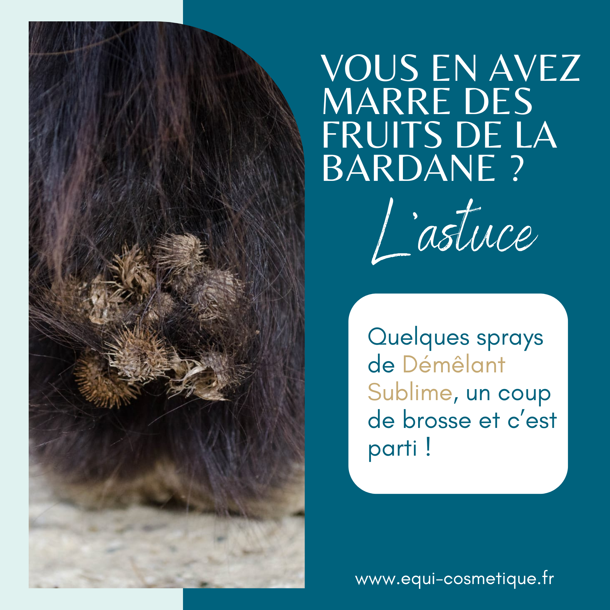 Gros plan de la crinière et de la crinière d'un cheval photo - Photo