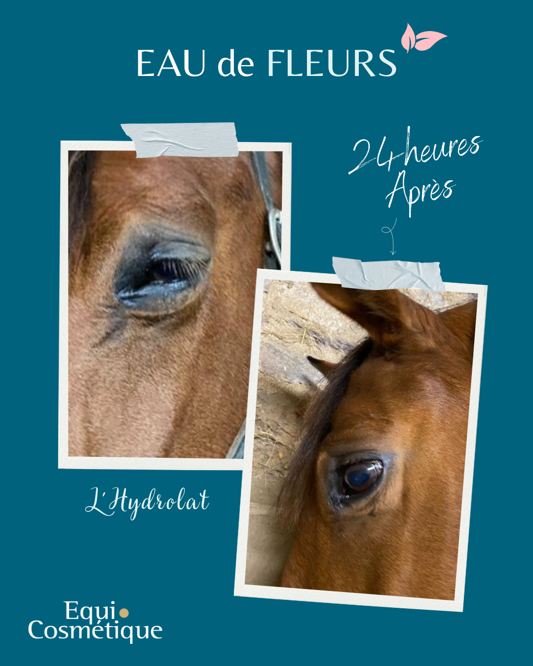 Lotion yeux cheval - Solution naturelle oeil gonflé chevaux - Hydrolat Equi Cosmétique