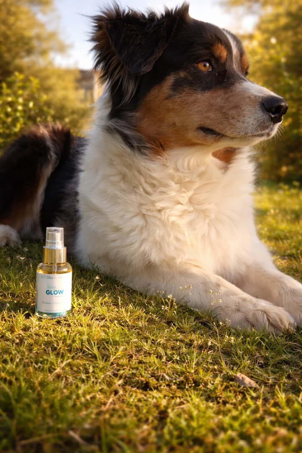PELAGE GLOW - PRODUIT DE SOIN NATUREL POUR LE POIL LONG et COURT DU CHIEN - EQUI COSMETIQUE - PHOTO ESTELLE FORET