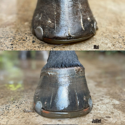 soin-sabot-cheval-corne-fourchette-sole-equi-cosmetique