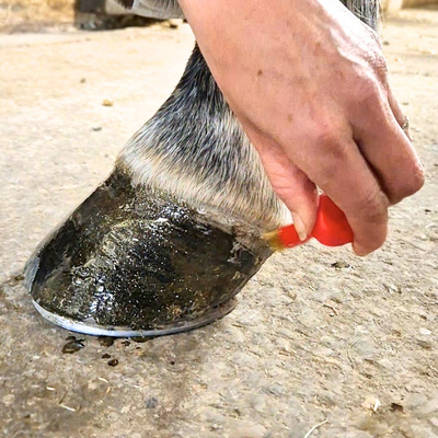 entretien-pied-cheval-corne-fourchette-sole