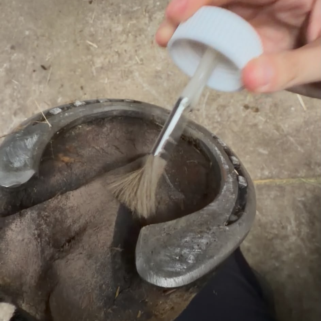Application au pinceau de Pur’Fourchette sur la fourchette et les lacunes d’un sabot de cheval ferré