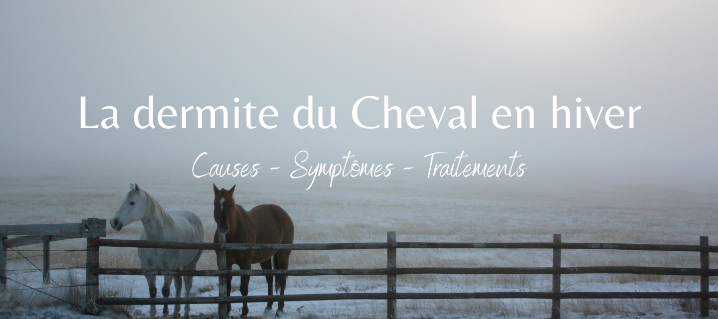 La dermite du cheval en hiver : causes et traitements