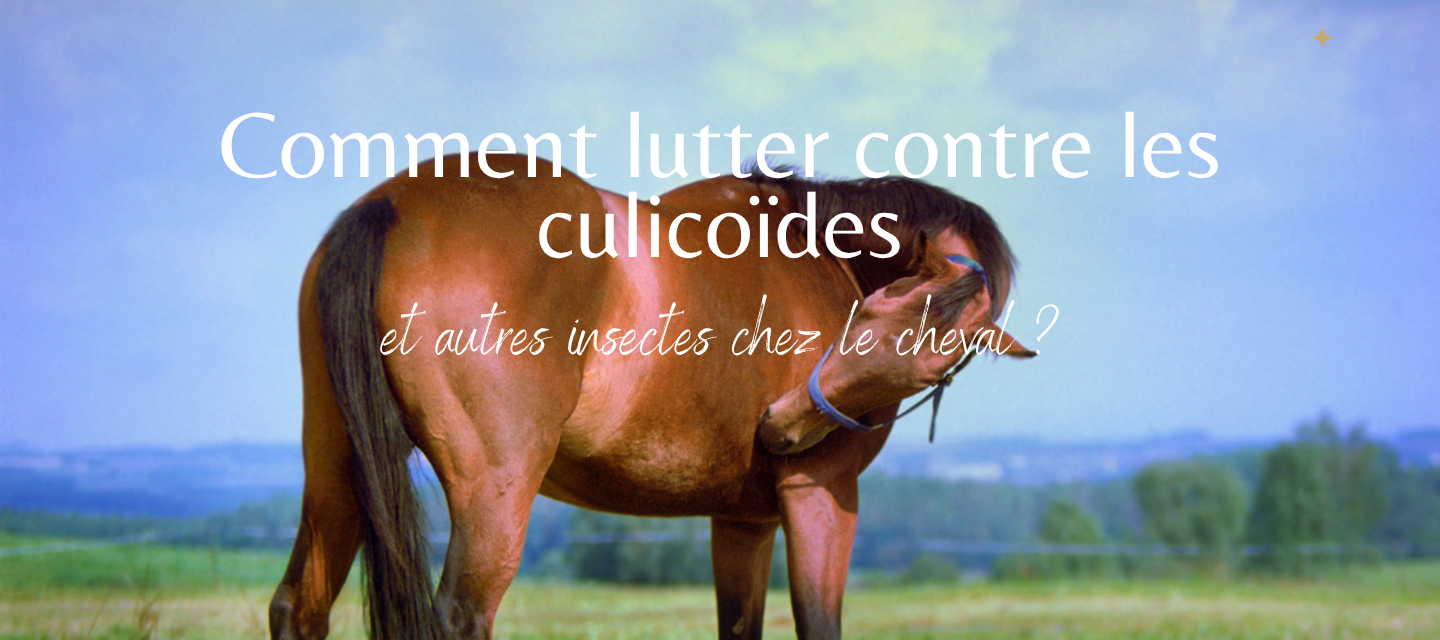 Comment lutter contre les culicoïdes et autres insectes chez le cheval ?